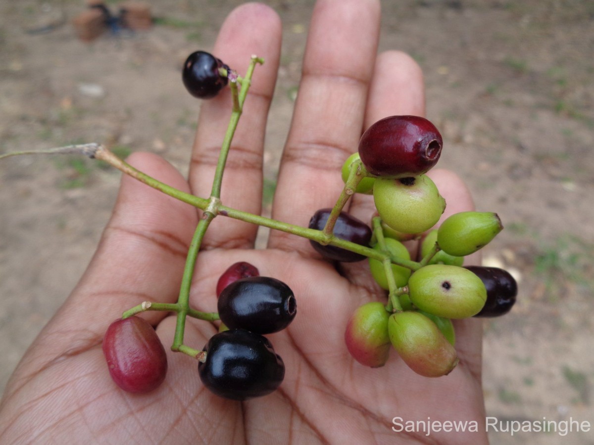 Syzygium cumini (L.) Skeels